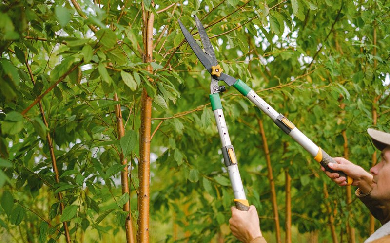 Tree trimming in Garner, IA